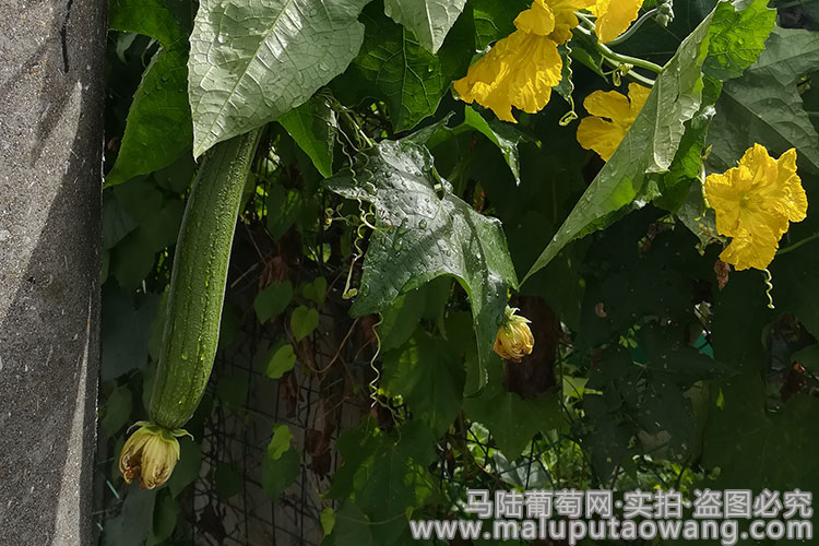 马陆葡萄园一角的丝瓜