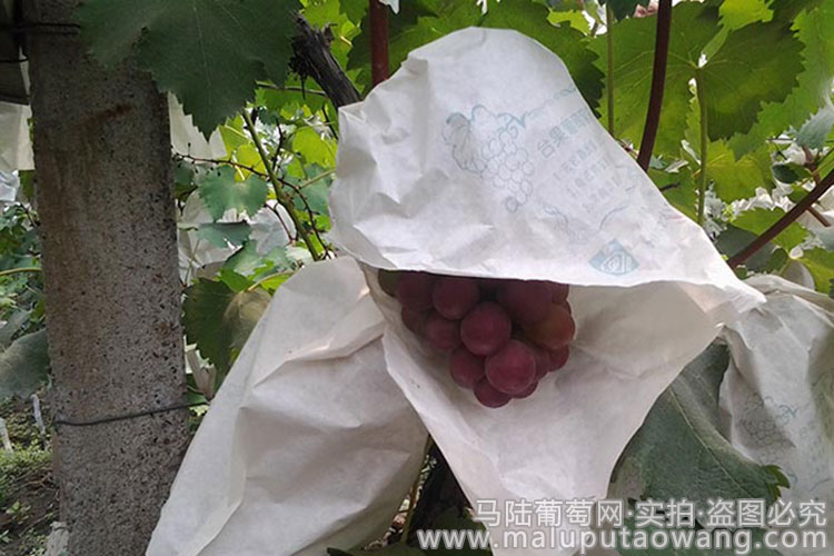 果袋的马陆葡萄
